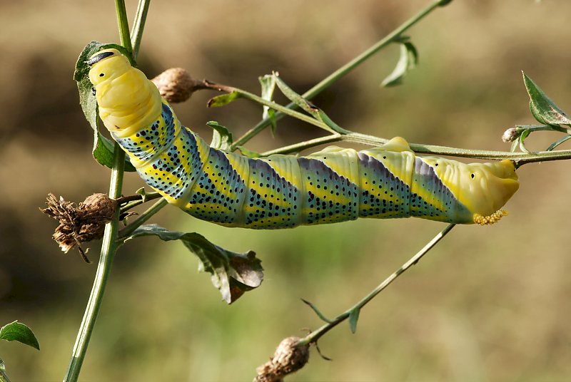 Acherontia atropos